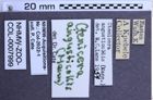 Etiketten zu Proludius angusticollis (NHMW-ZOO-COL-0007999)